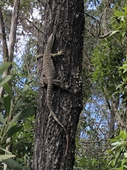 Varanus varius