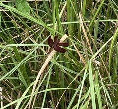 Neurothemis fluctuans