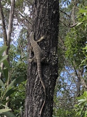 Varanus varius
