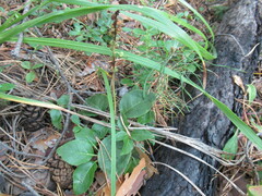 Orthilia secunda