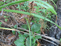 Orthilia secunda