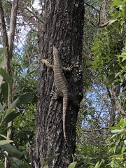 Varanus varius