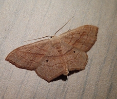 Scopula imitaria