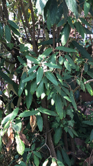 Viburnum rhytidophyllum