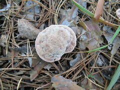 Hydnellum peckii