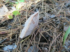 Hydnellum peckii
