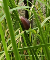 Quantula striata