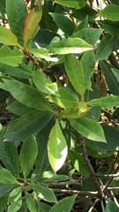 Photinia × fraseri
