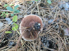 Hydnellum peckii