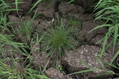 Eleocharis ovata
