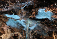 Byssocorticium atrovirens