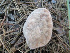Hydnellum peckii