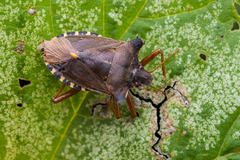 Pentatoma rufipes