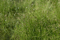 Eleocharis acicularis