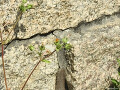 Helminthotheca echioides