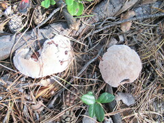 Hydnellum peckii