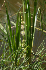 Sparganium emersum