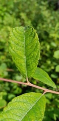 Salix aurita