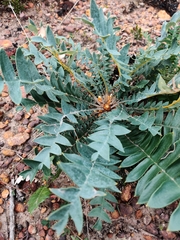 Banksia grandis