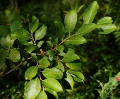 Salix bebbiana