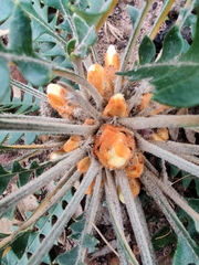 Banksia grandis