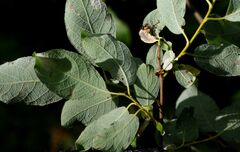 Salix bebbiana