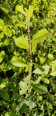 Salix aurita