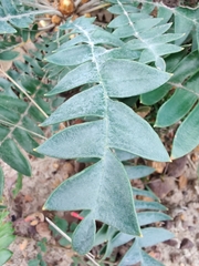 Banksia grandis