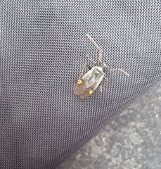 Adelphocoris seticornis