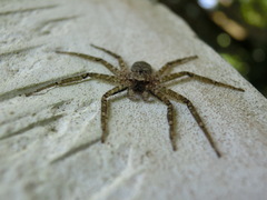 Siamspinops formosensis