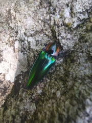 Campsosternus watanabei