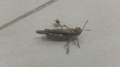 Acrotylus insubricus