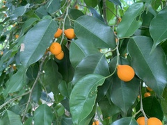 Ficus benjamina