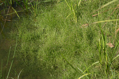 Eleocharis acicularis