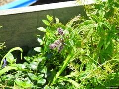 Mentha spicata
