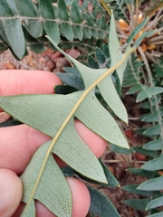 Banksia grandis