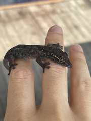 Ailuronyx tachyscopaeus