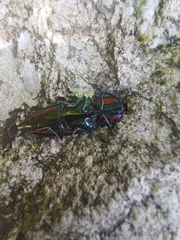 Campsosternus watanabei