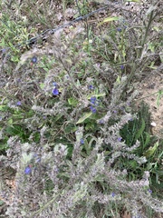 Echium vulgare