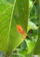 Gymnosporangium sabinae