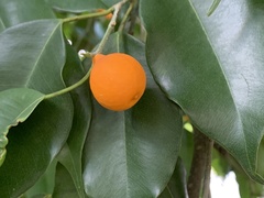 Ficus benjamina