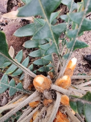 Banksia grandis