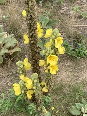 Verbascum densiflorum