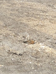 Charadrius obscurus aquilonius