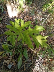 Heracleum sosnowskyi