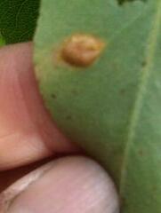 Gymnosporangium sabinae