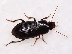 Carabidae