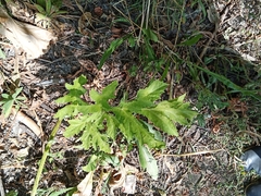 Heracleum sosnowskyi