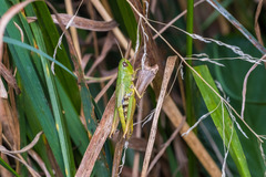 Pseudochorthippus parallelus