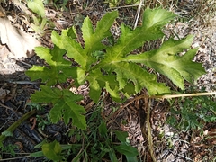 Heracleum sosnowskyi